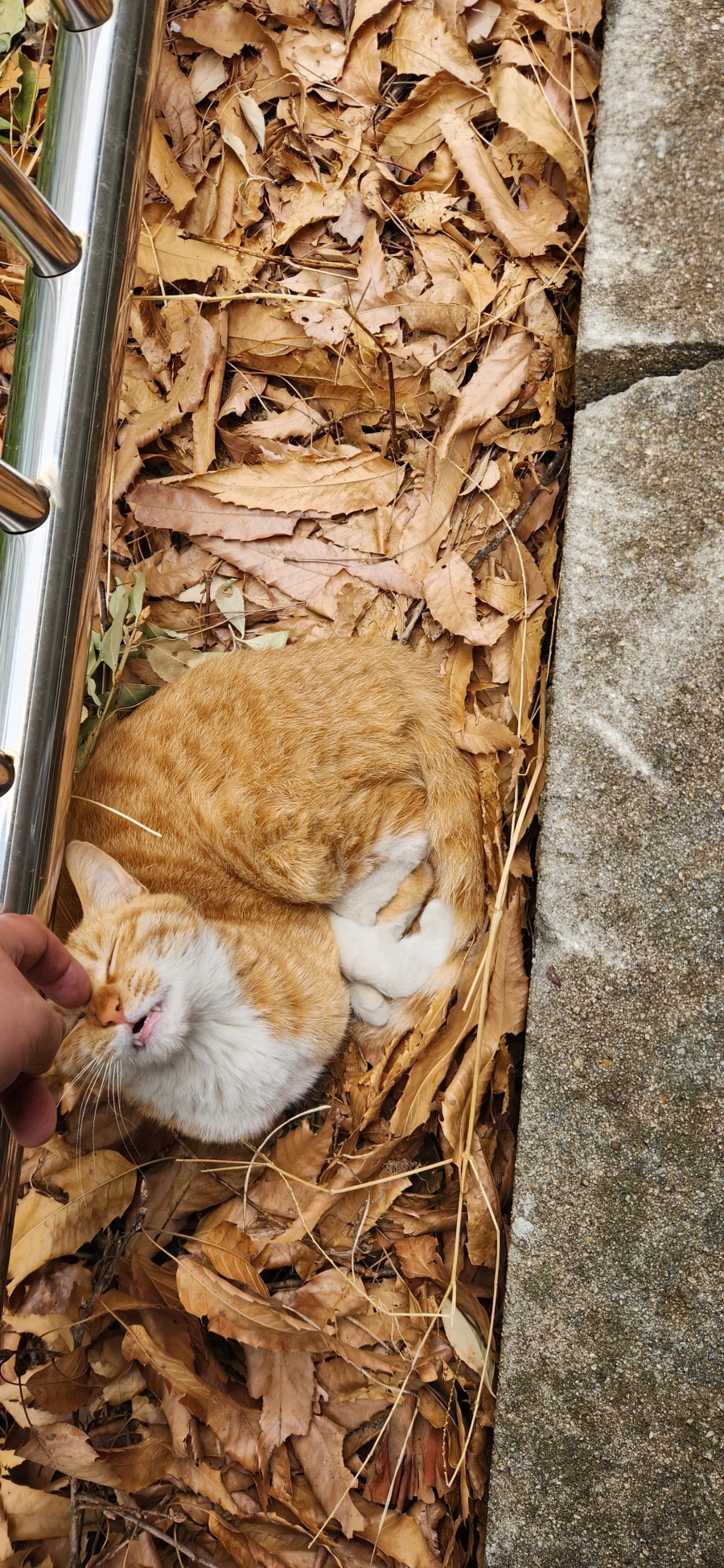 위장하는 위장냥이_2.webp