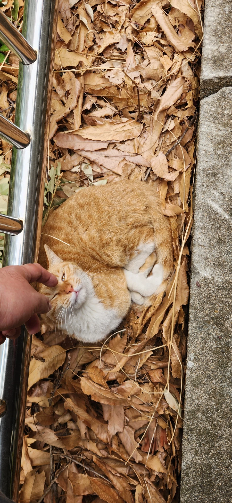 위장하는 위장냥이_3.webp