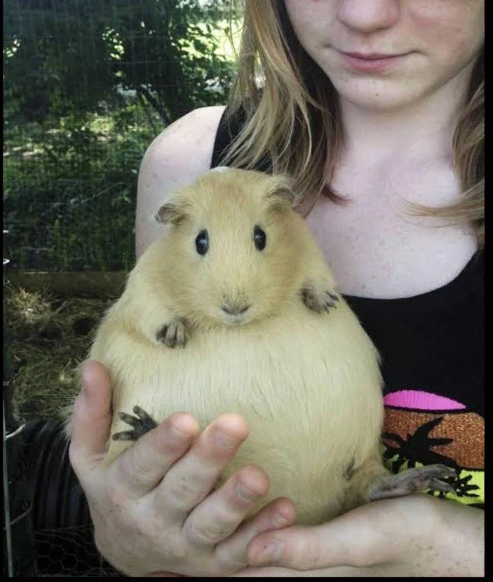 "임신한 기니피그" 본 적 있어?_1.webp