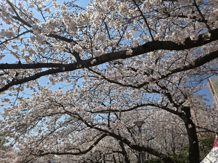 오늘 진해 벚꽃구경 다녀왔습니다._21.webp