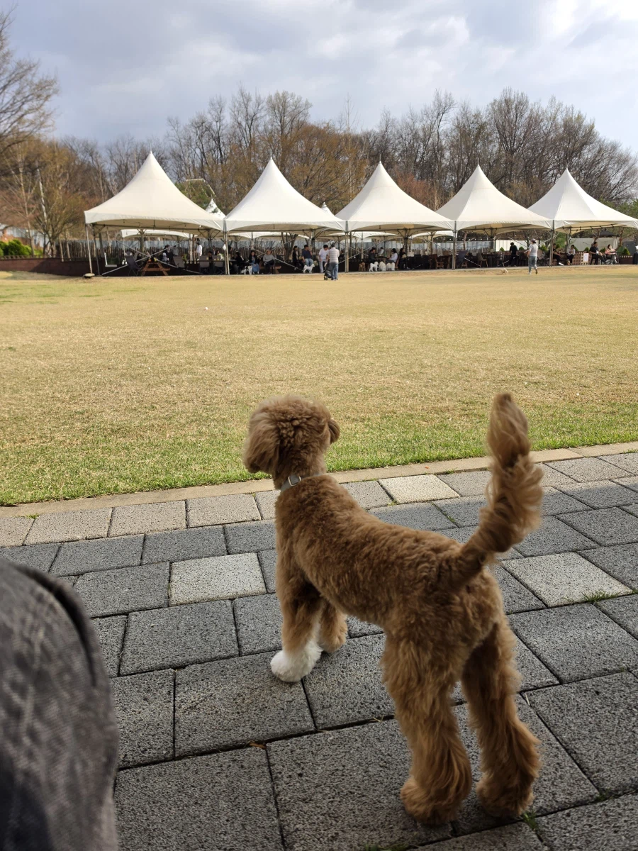 명동 가려다가 본가로 납치당한 이야기와 화이트리스트_1.webp