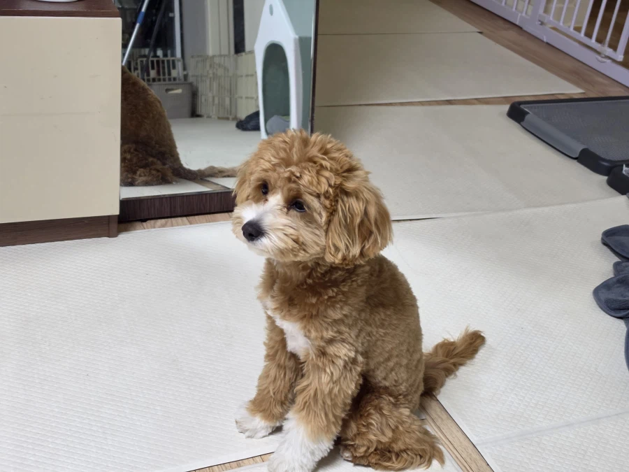 명동 가려다가 본가로 납치당한 이야기와 화이트리스트_10.webp