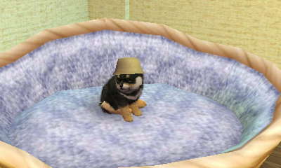 닌독&캣츠 플레이 3일째 *-_-*_3.jpg