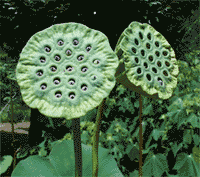 img/5/0/F/6/50F6DFC64E6CC00030