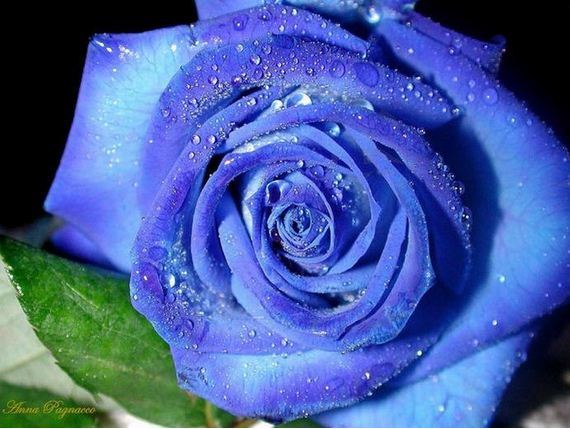 [아노하나] 그날 본 꽃의 이름을 우리는 이제 안다_20.jpg