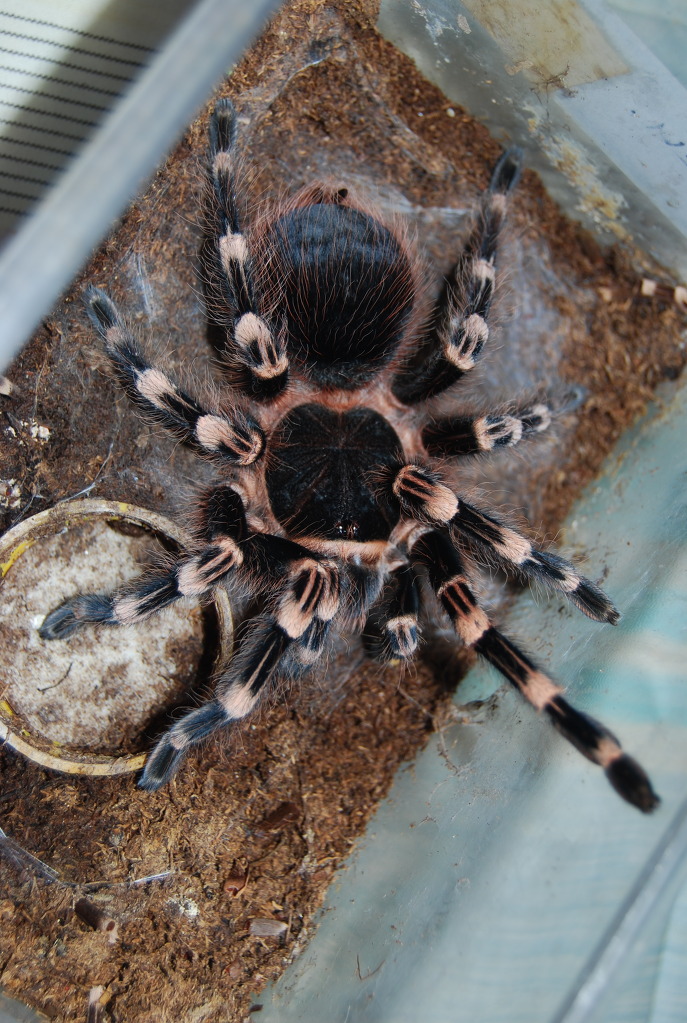 img/5/2/6/3/52638A6141170D0033