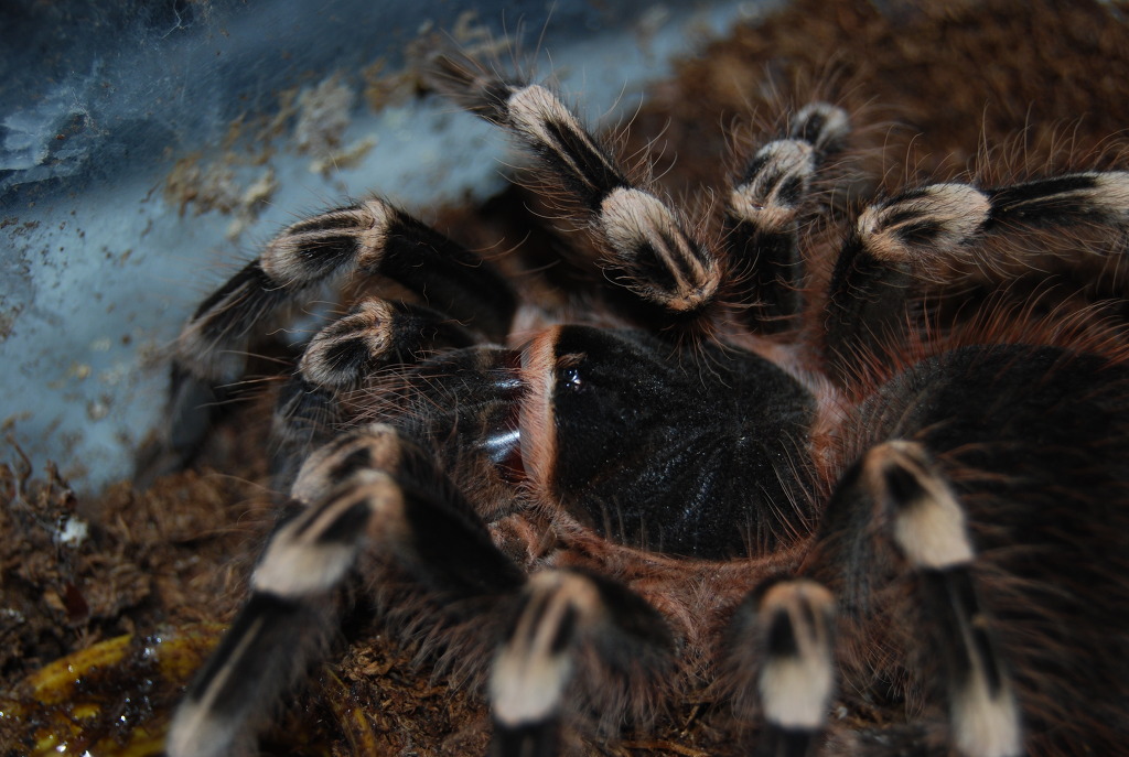 img/5/2/6/3/52638AD7423A570010