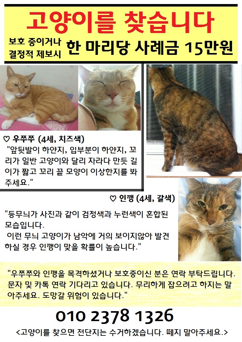무안 남악신도시 고양이찾습니다_1.jpg