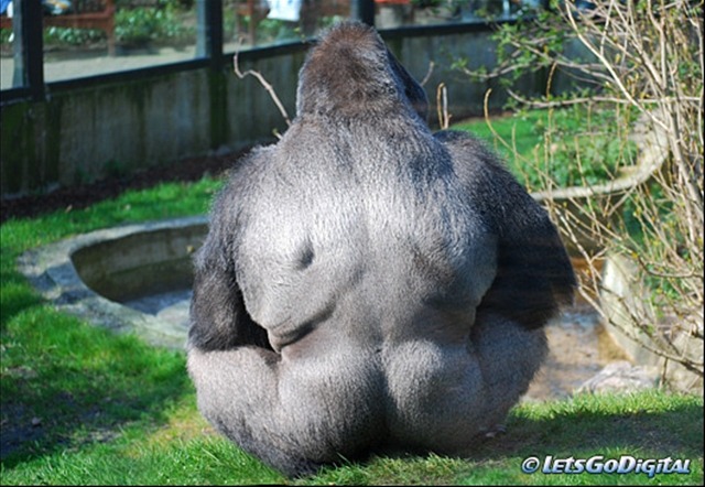 고릴라의 악력.jpg_4.jpg