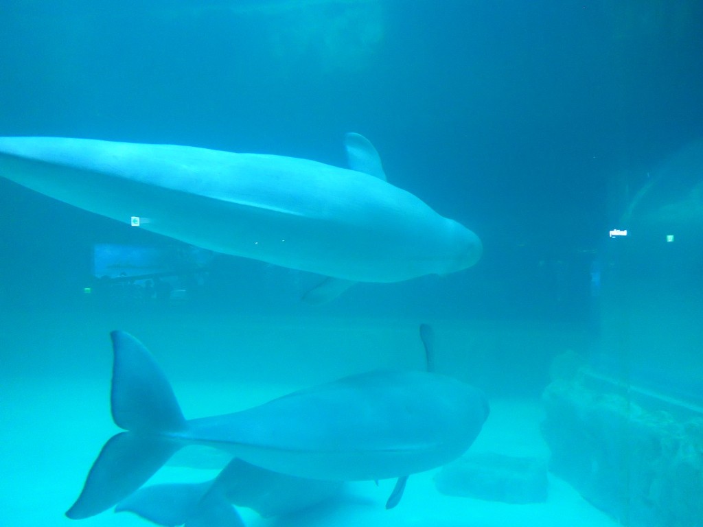 img/5/4/4/3/54437CD84C2ECC0011