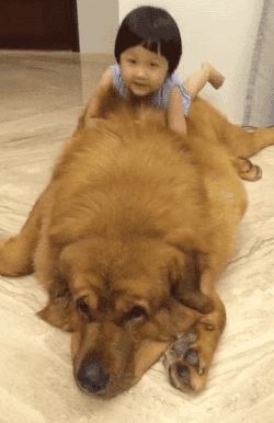 죄없는 짐승을 이유없이 괴롭히는 인간.gif_2.jpg