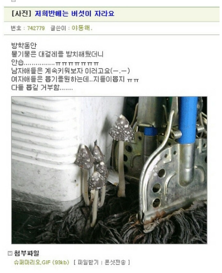대걸레 버섯.jpg_1.jpg