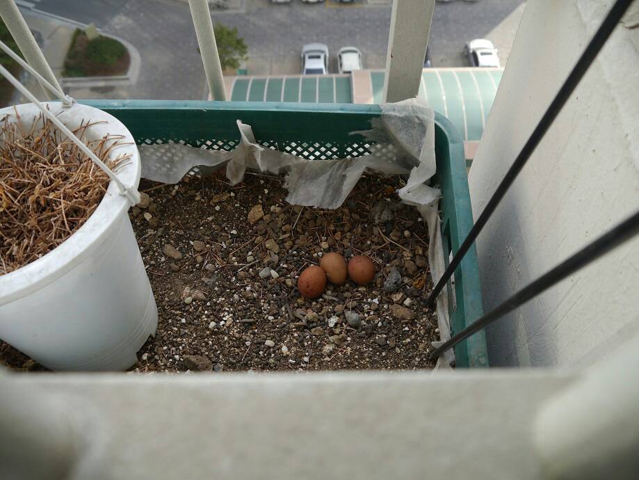 img/5/5/7/E/557E2A6B4B12590014