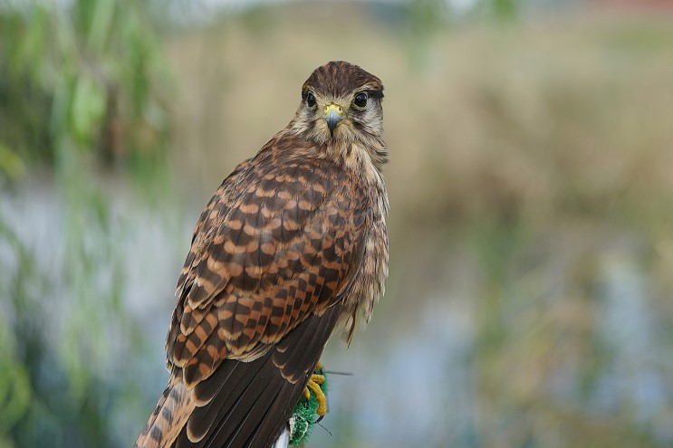 img/5/5/7/E/557E2B934702020023