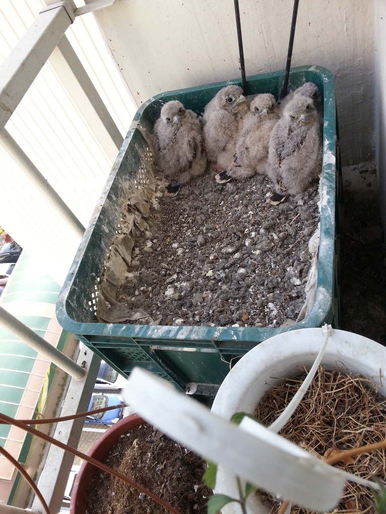 img/5/5/7/E/557E35344109520031