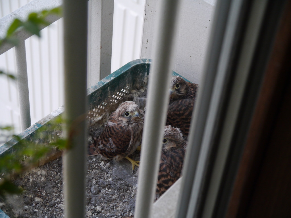 img/5/5/7/E/557E3AA34D11F60030