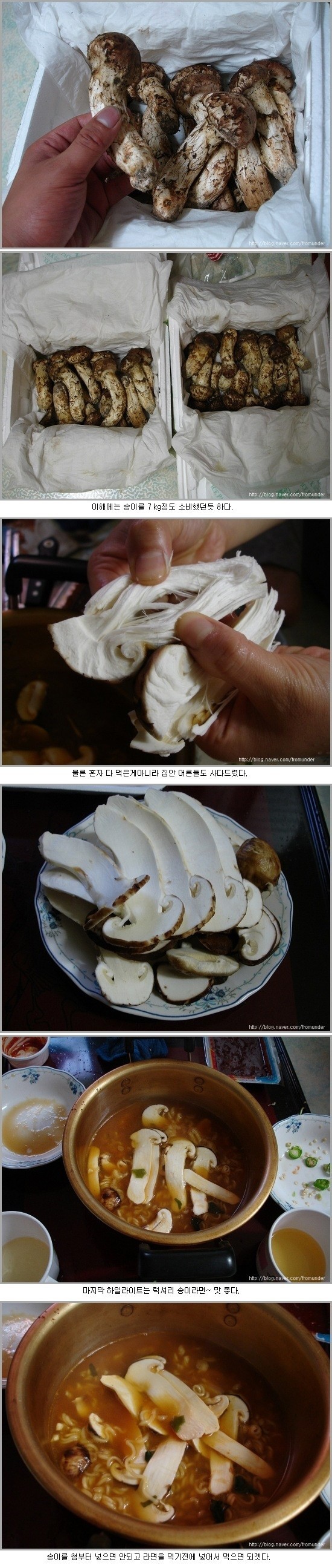 전설의 자연산 송이버섯 요리_1.jpg