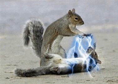 람쥐 썬더 모음집.jpg_3.jpg