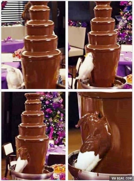 초콜릿분수에 빠진 앵무새의 진실.avi_1.jpg