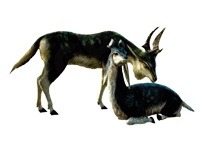 헌팅공포증 키린_4.jpg