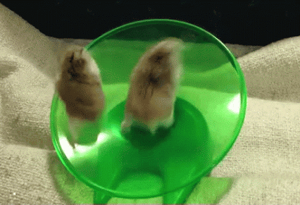 운동하는 햄스터.gif_1.gif