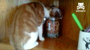 죽쒀서 개준다.GIF_1.gif