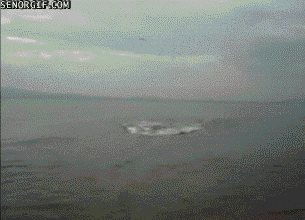 하마에 대해 잘모르는 상식_3.gif