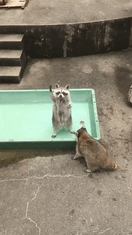 힘내라 너구리_1.gif