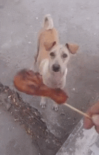 굶주린 강아지에게 소세지 주었다.gif_1.gif