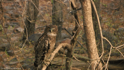 3a7e7d1d9765e7c54d132877e6ebc474.gif