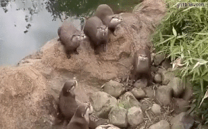otters-chase-butterfly.gif