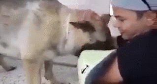 안락사 직전 주인과 신나게 노는 댕댕이.gif_3.gif