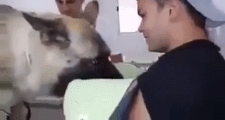 안락사 직전 주인과 신나게 노는 댕댕이.gif_5.gif