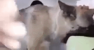 안락사 직전 주인과 신나게 노는 댕댕이.gif_6.gif