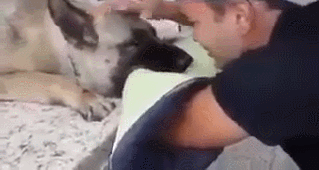 안락사 직전 주인과 신나게 노는 댕댕이.gif_8.gif