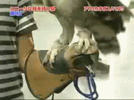 위협하는 부엉이,겁먹은 부엉이.gif_2.gif