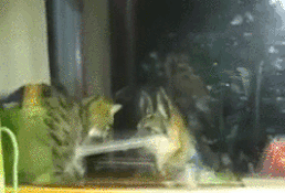 오냐오냐 해줬더니.gif_1.gif