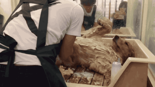 리트리버라 가능한..._5.gif