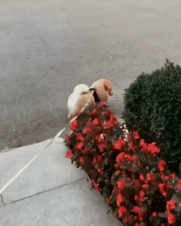 볼일이 급했던 포메라니안._3.gif