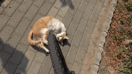 공포의 자해공갈.gif_2.gif