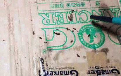 트위치 세계 1위 뉴쉐프_1.gif