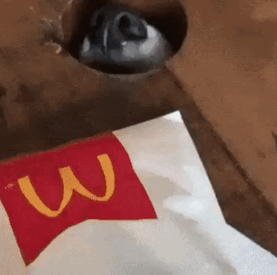 그냥 냄새만 맡을게, 나 신경쓰지 말고 먹어_1.gif