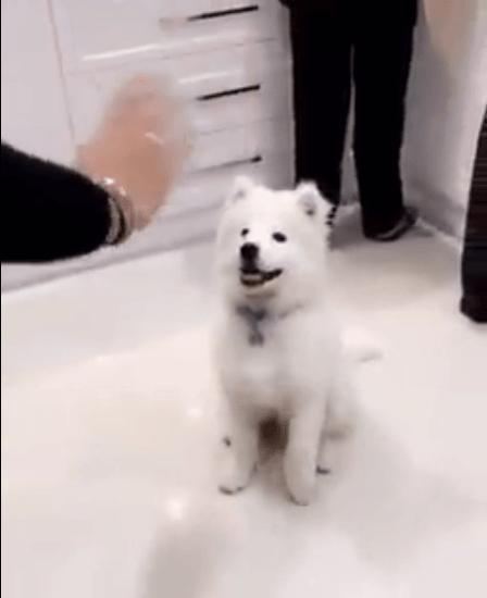 댕댕이 " 주인님 잘다녀오세요! 빠빠"_1.gif