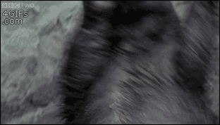 숭구리당당숭당당.gif_1.gif