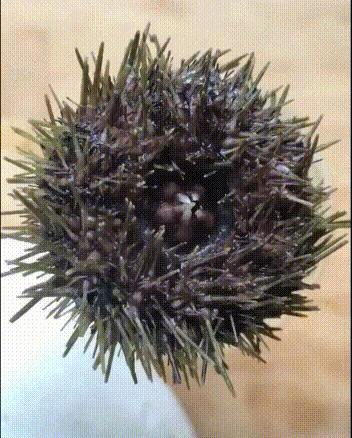 성게를 한 번 보자.GIF_1.gif