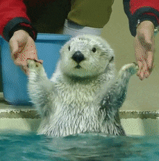 해달이 물에 뜨는걸 배웠을 때_1.gif