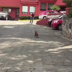 달려가는 소세지.GIF_1.gif