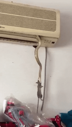 최첨단 쥐덫 기계.gif_1.gif