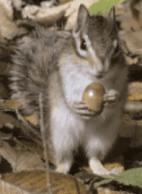 (데이터,스크롤 주의) 집중이 안될때 올리는 덧글용 짤 모음_25.gif