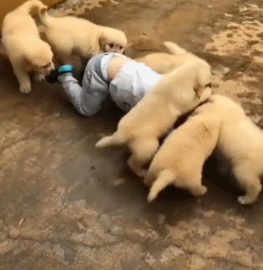 약혐]개들에게 물어뜯긴 어린이_1.gif